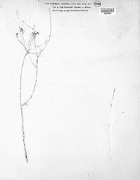Mycosphaerella anethi image